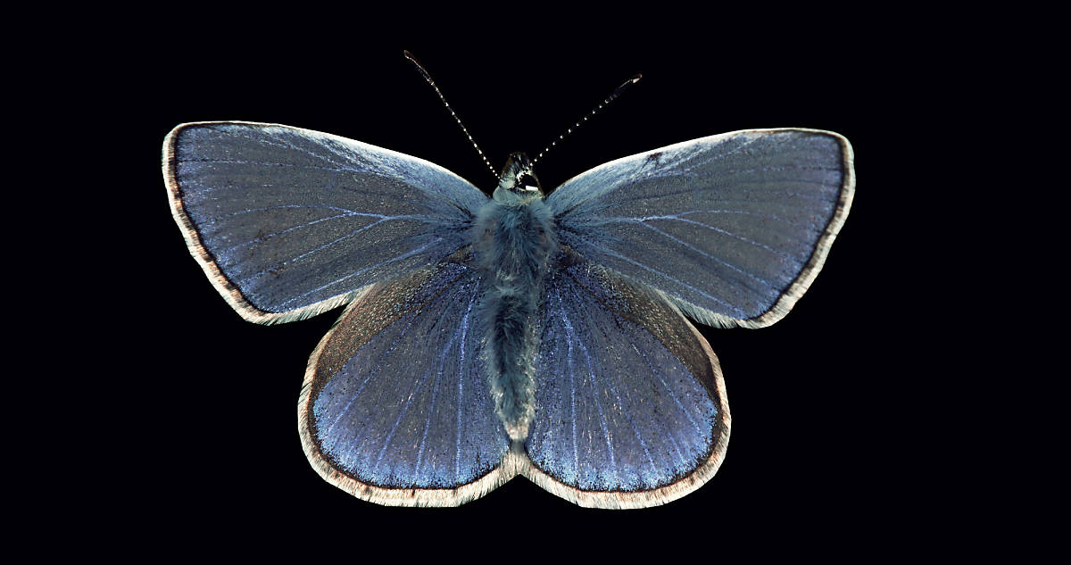 blauer Schmetterling