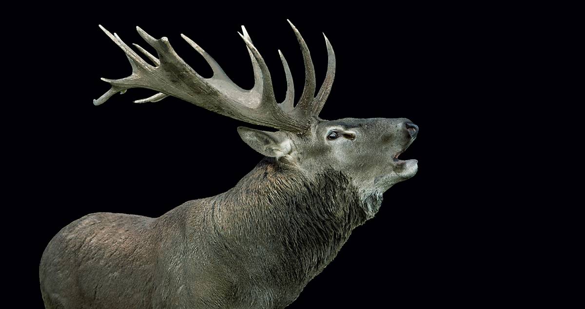 Rothirsch bei Brunftschrei