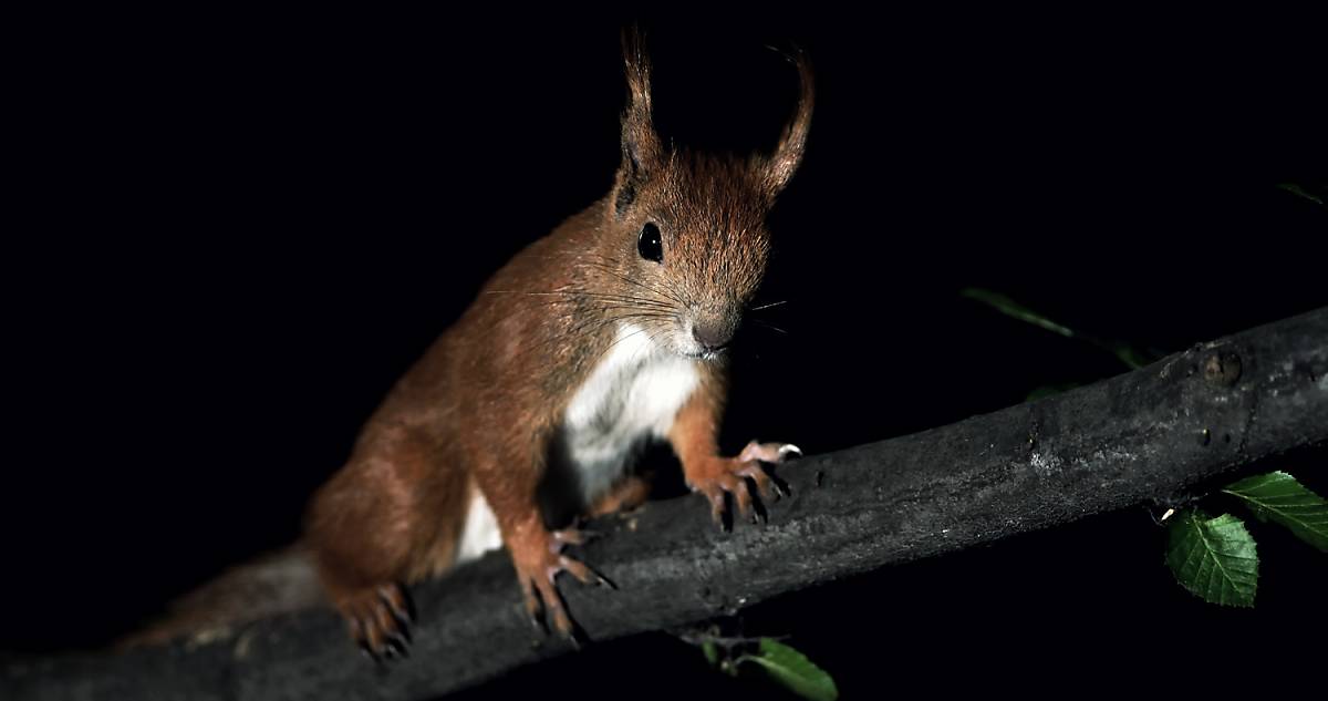 Eichhörnchen
Fotoquelle: ArcoImages / imageBROKER