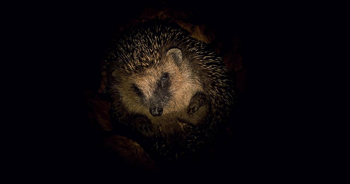 Igel groß im schwarzen Hintergrund