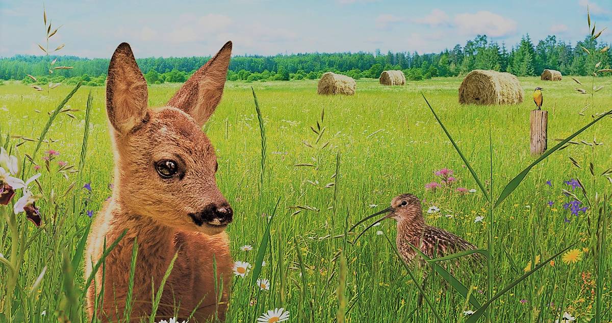 Film Die Wiese - Ein Paradies nebenan