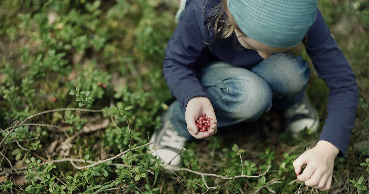 Kind sammelt Beeren