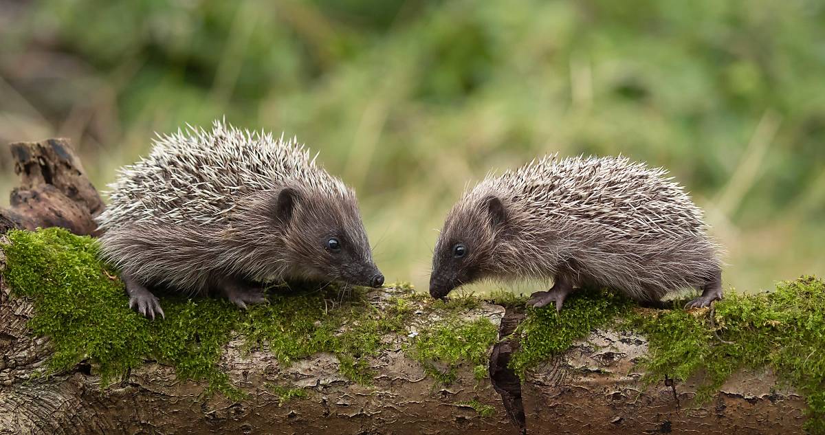 Zwei Igel Foto: imageBroker.com/Kevin Sawford