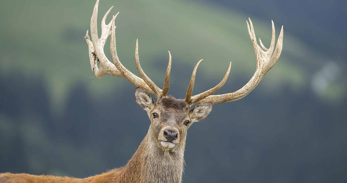 Rothirsch (Cervus elaphus)