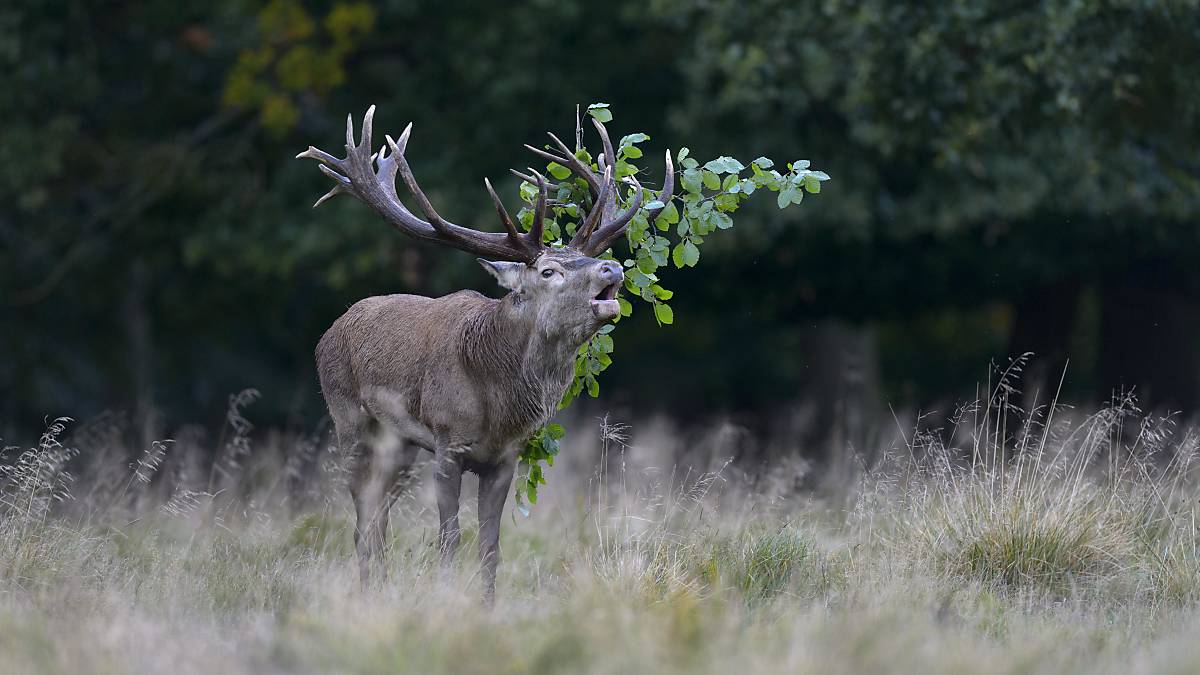 Hirsch röhrt während der Brunft (Foto: T. Martin)