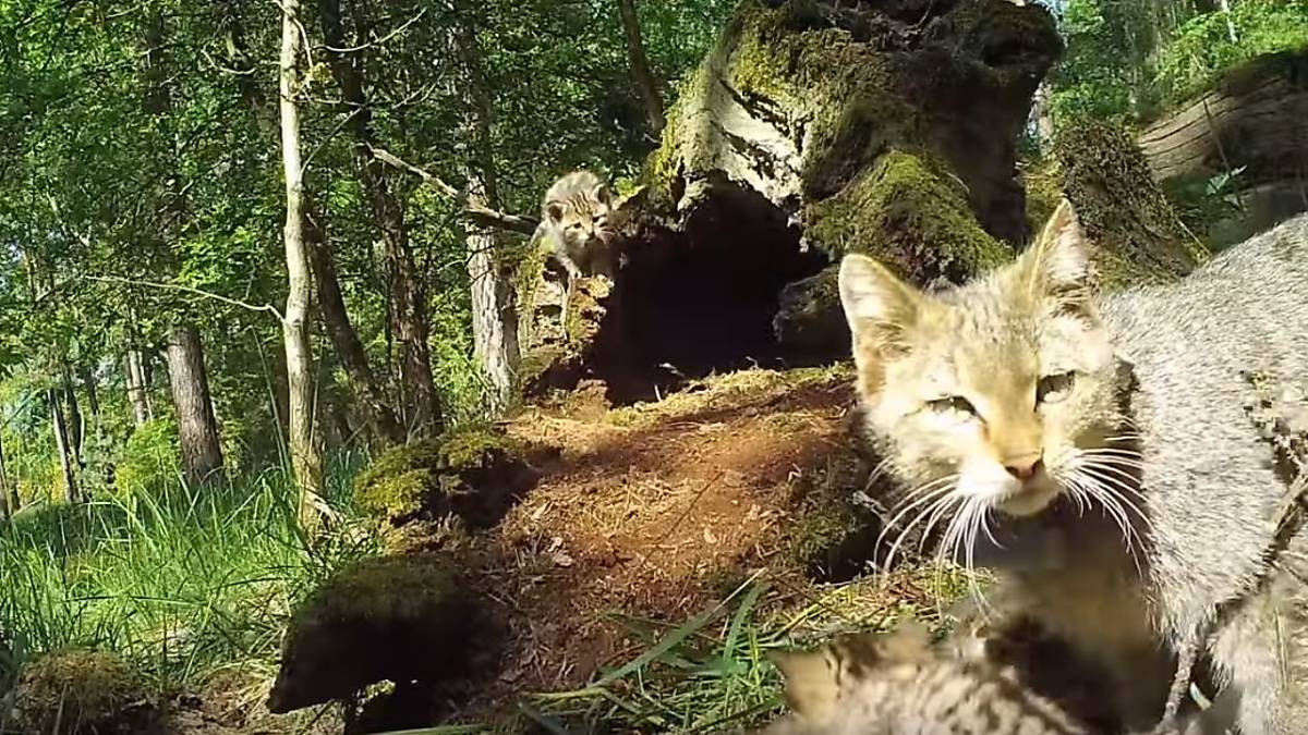 wildkatze-verteidigt-gegen-wolf