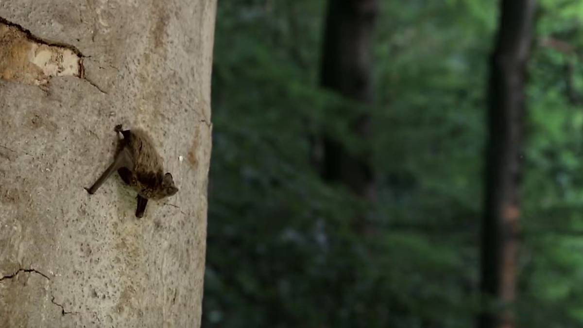 fledermaeuse-jaeger-der-nacht-bild-3