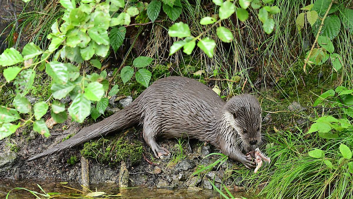 61 Fischotter Ausmalbild Malvorlagen für Kinder zum