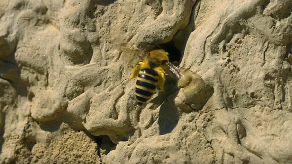 einblick-in-die-welt-der-wildbienen
