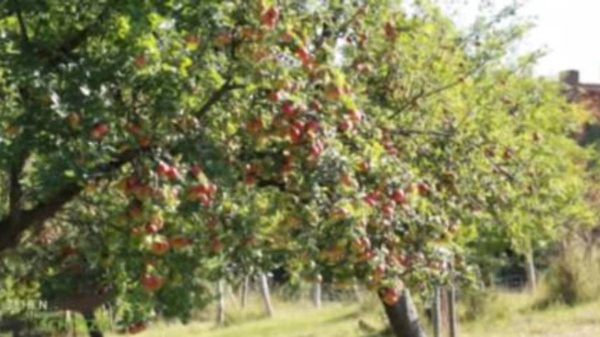 streuobstwiese