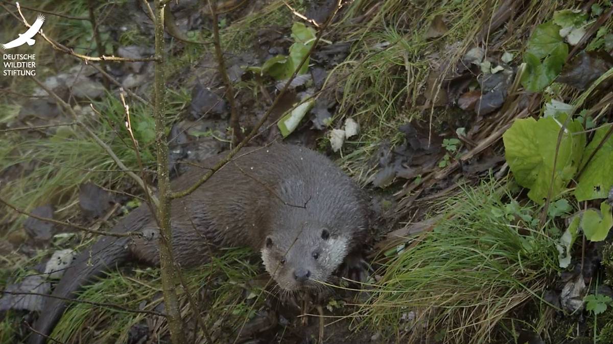 fischotter-neu-youtube