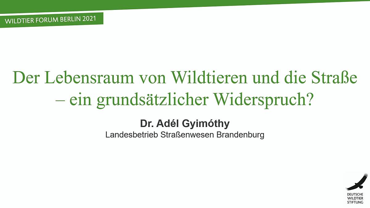 der-lebensraum-von-wildtiere-und-die-strasse
