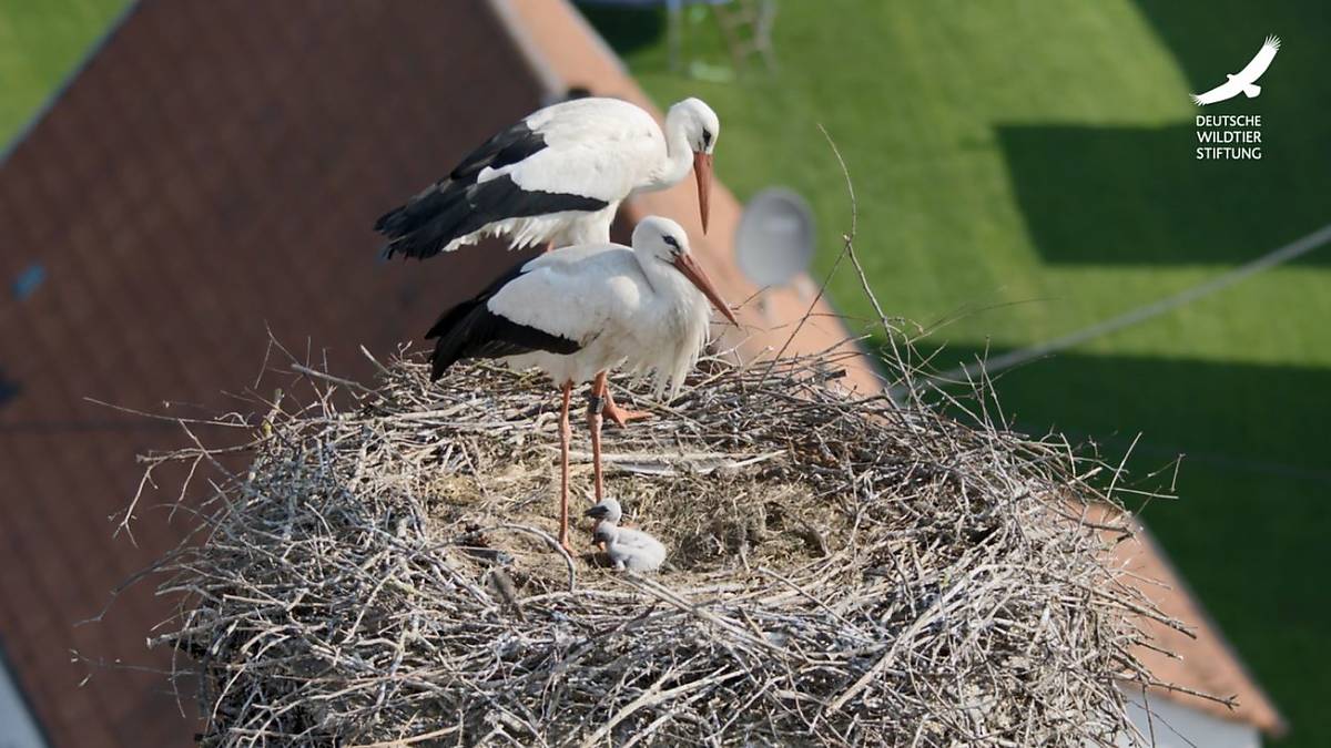 teaser-weissstorch
