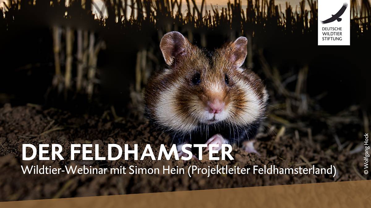 yt-thumbnail-feldhamster-webinar