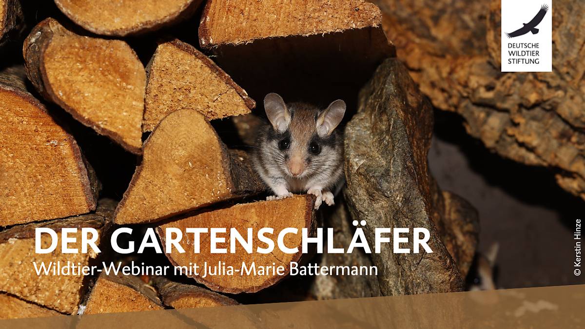 yt-thumbnail-feldhamster-webinar