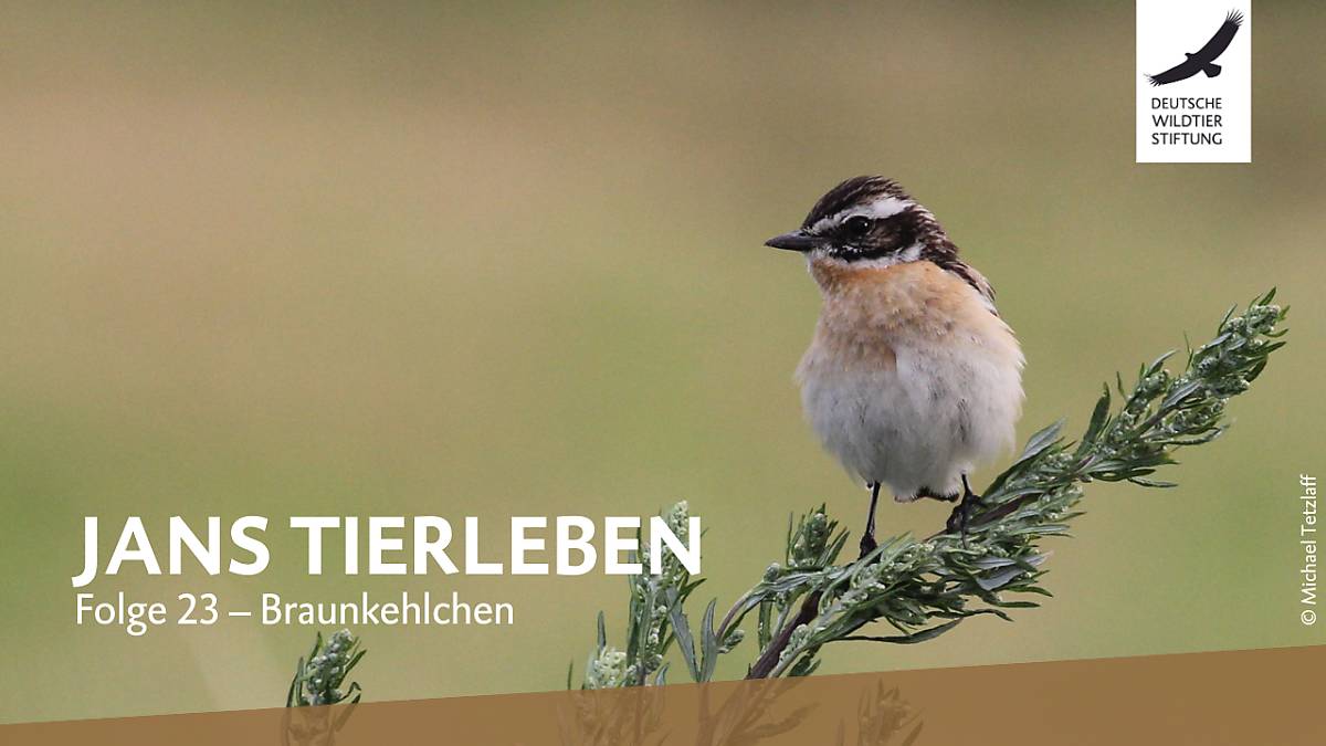 jans-tierleben-folge-23-braunkehlchen