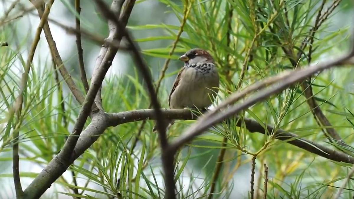 rettet-den-spatz