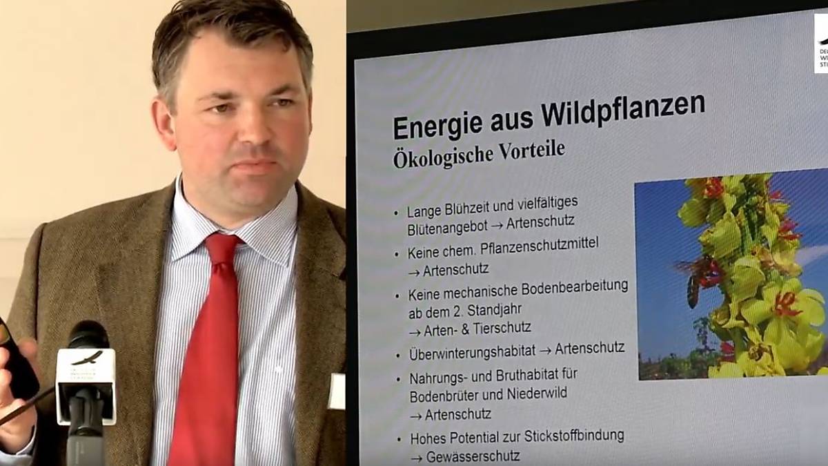 energie-aus-wildpflanzen