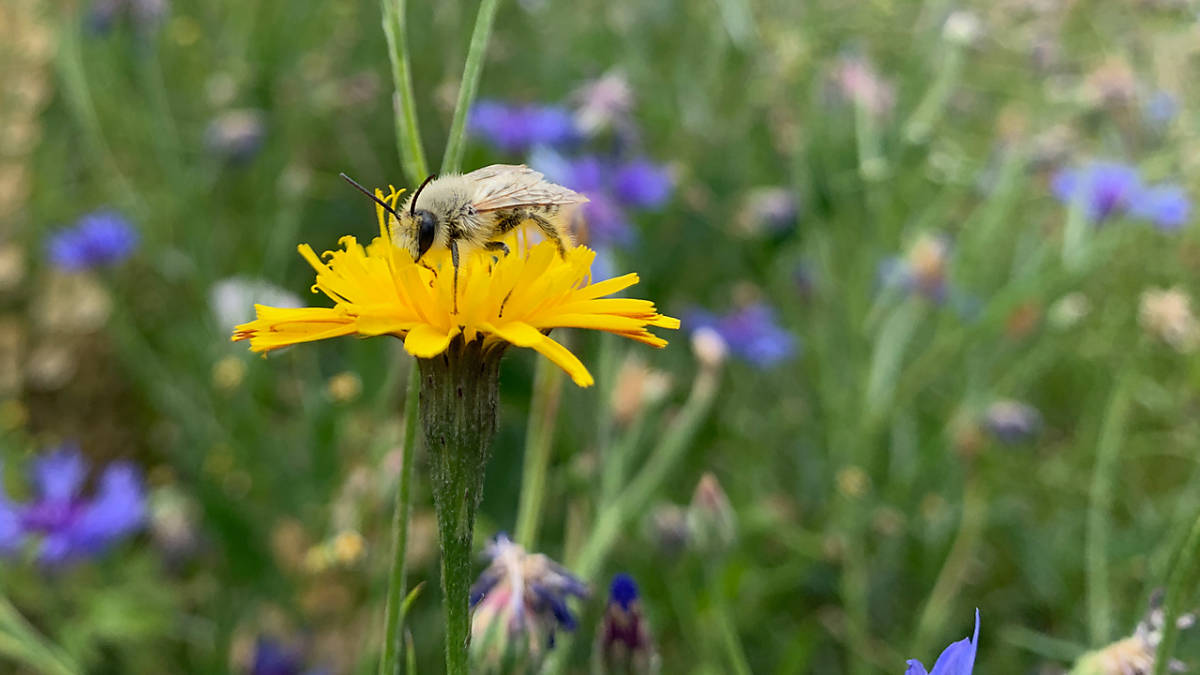 youtube-vorschaubild-wildbienen