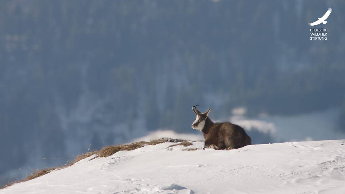 teaser-gams-jans-tierleben