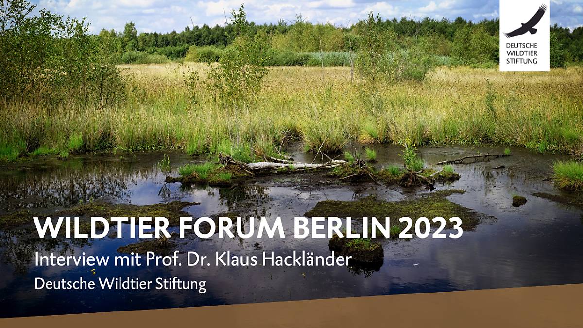 video-wildtierforum-berlin-klaus-hacklaender