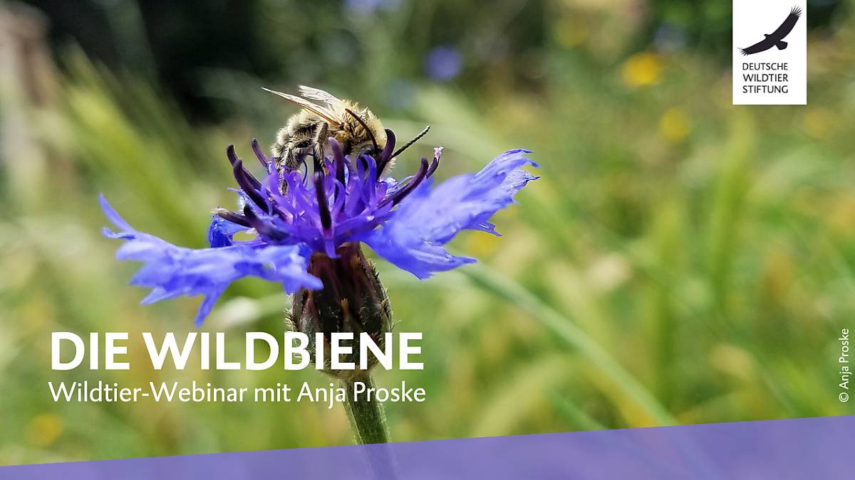 yt-thumbnail-feldhamster-webinar