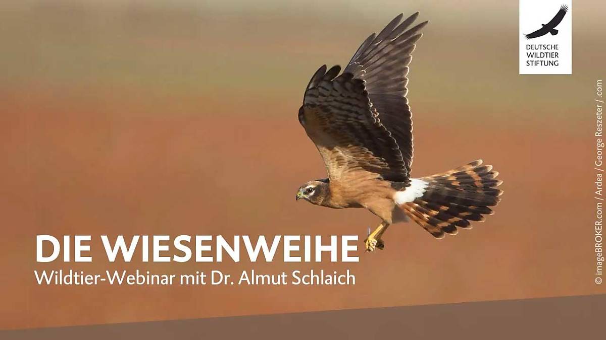 tunmbnail_wildtier-webinar-wiesenweihe