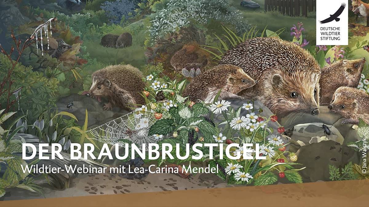tumbnail_wildtier-webinar-igel