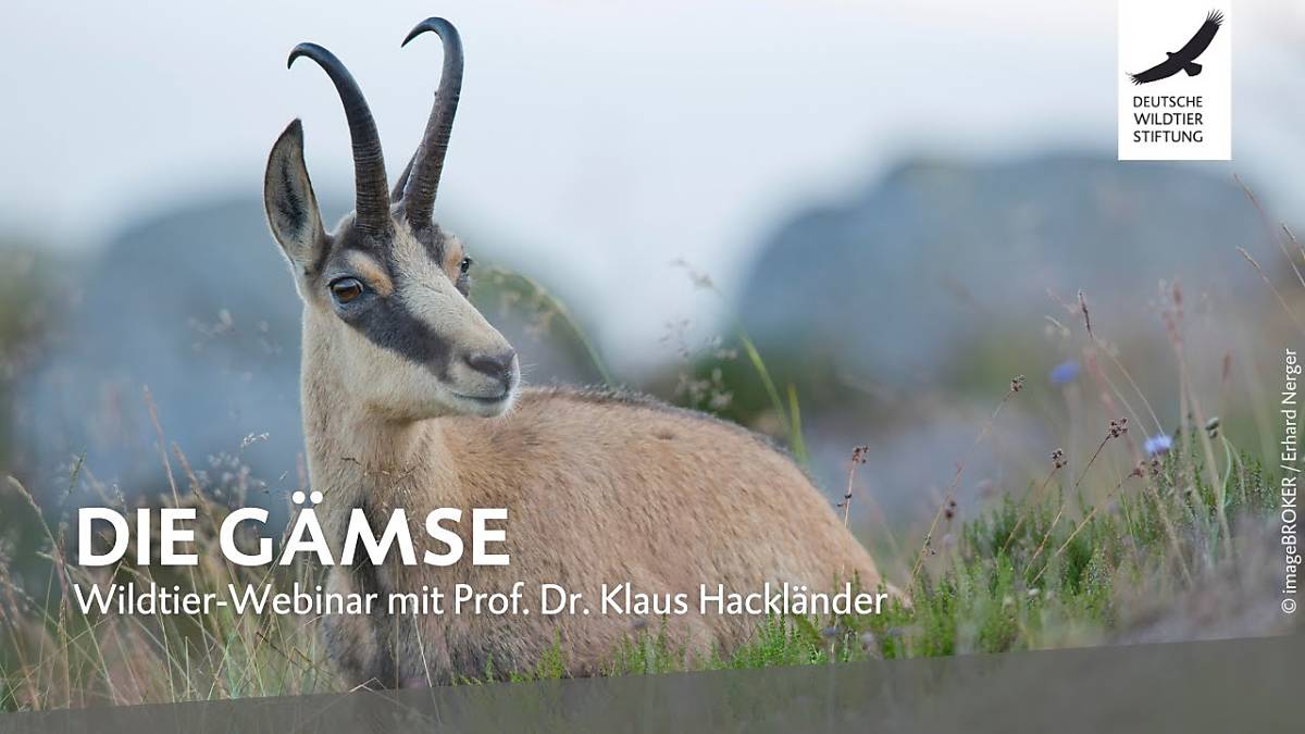 webinar-gaemse