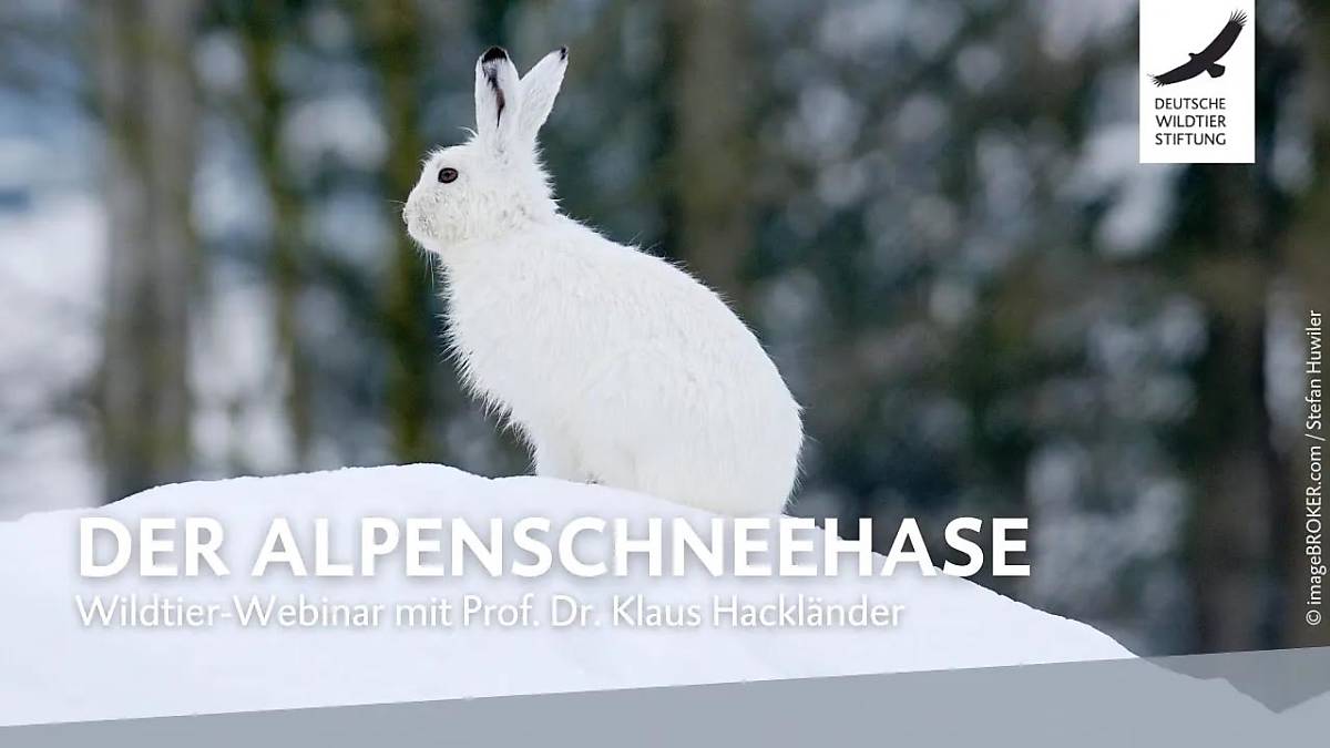 teaserbild_youtubevideo-webinar-alpenschneehase