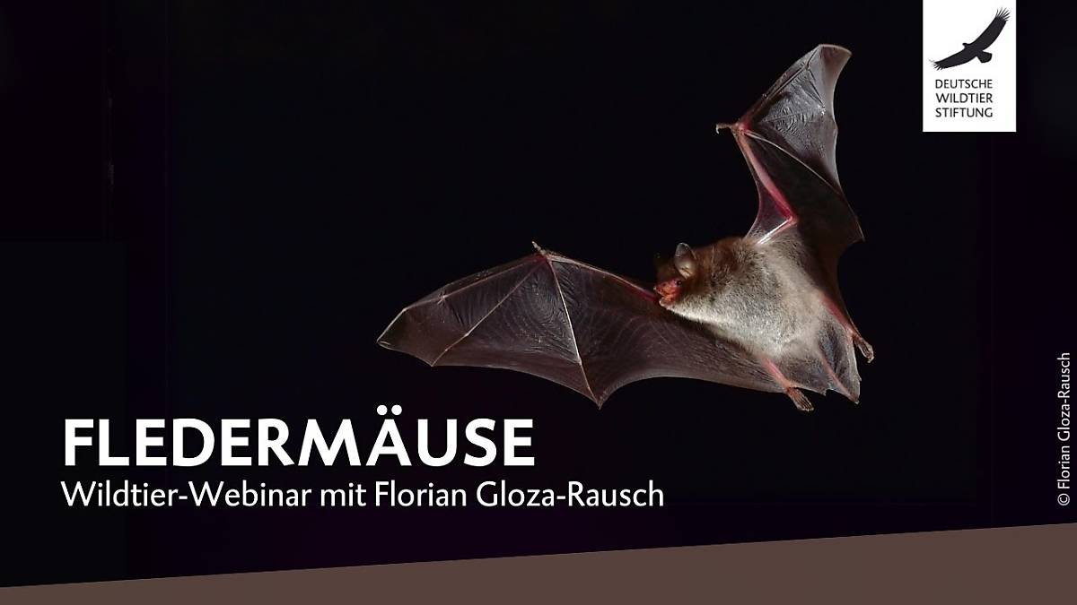 teaserbild_wildtier-webinar-fledermaeuse