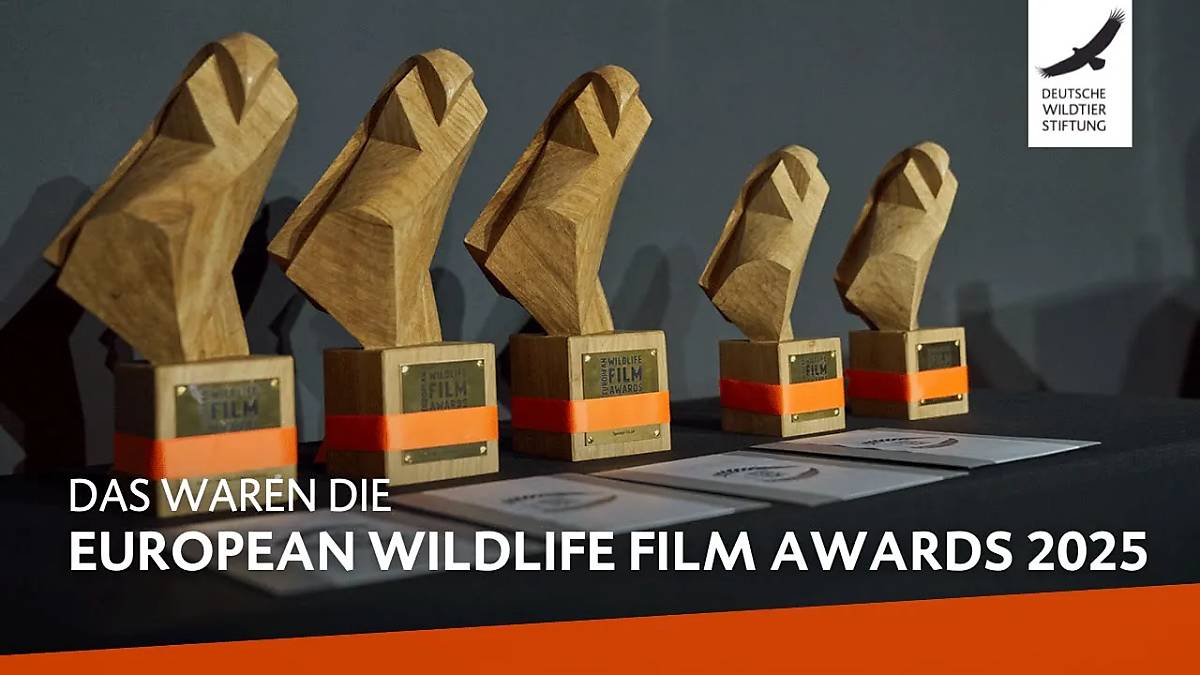 teaserbild_european-wildlife-film-awards-2025
