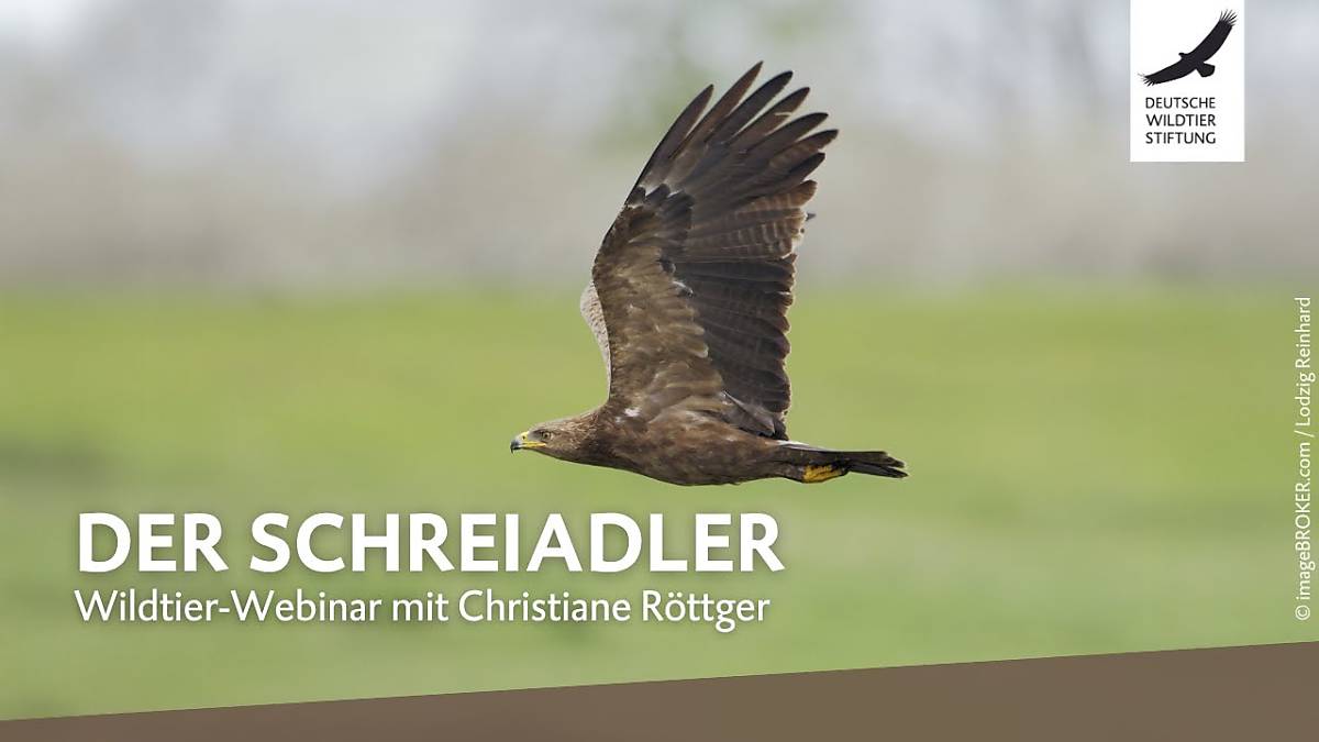 teaserbild-wildtier-webinar-zum-schreiadler