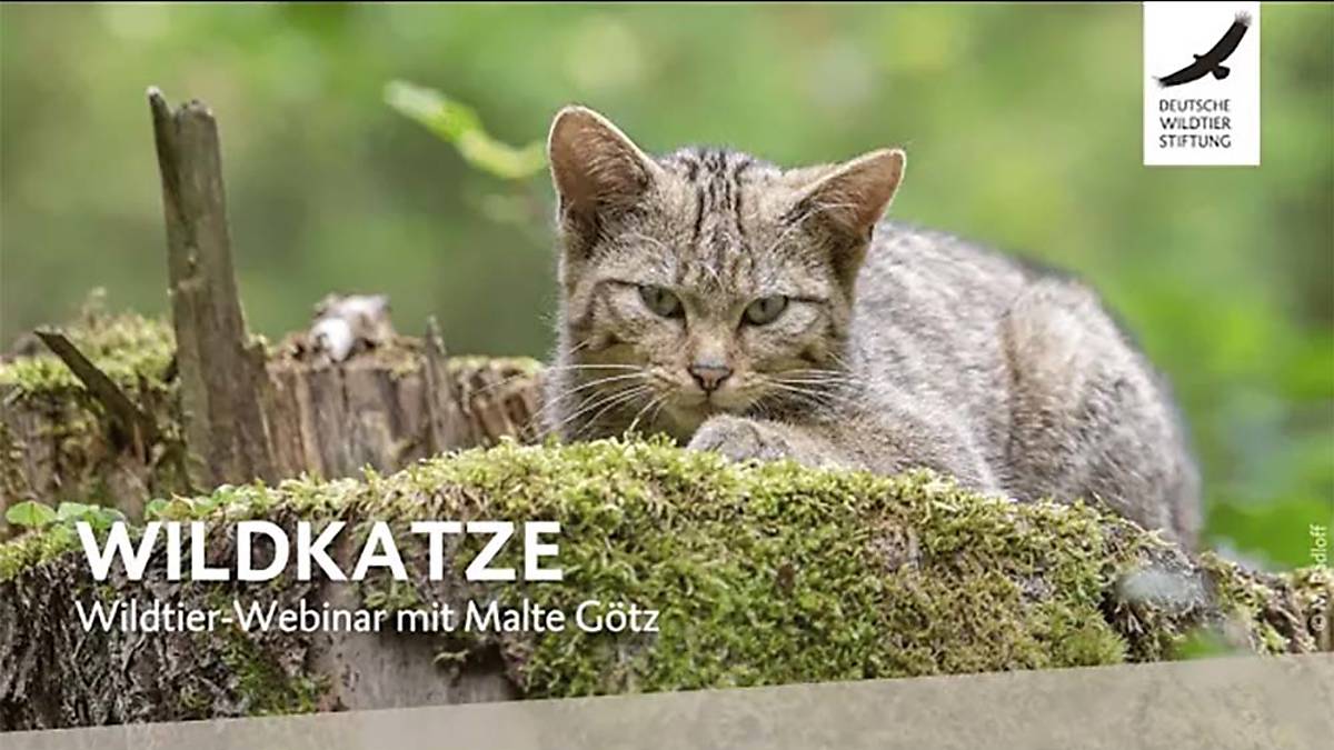 webinar-wildkatze