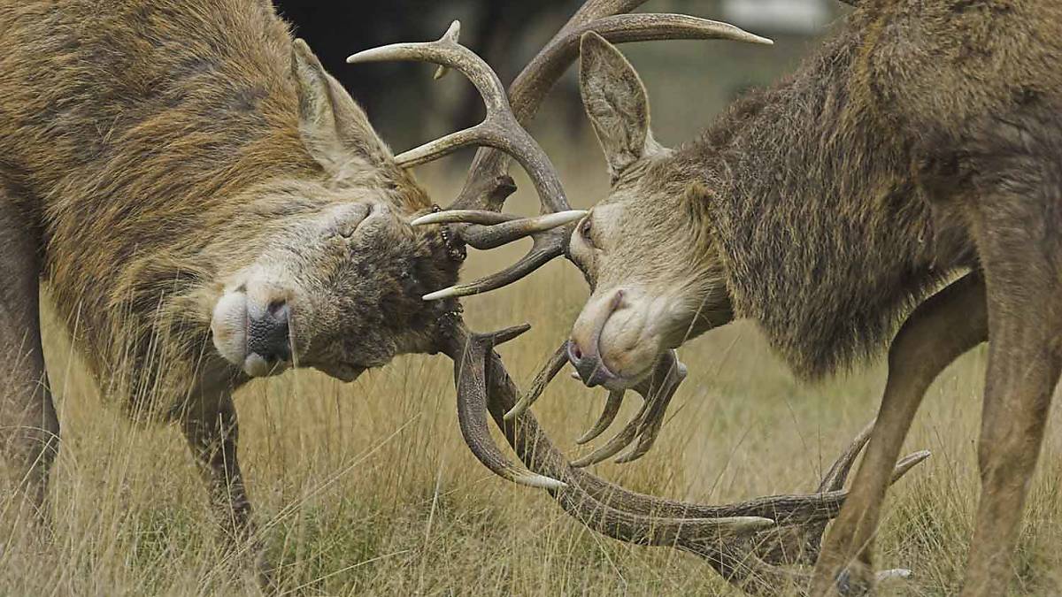 Rothirsche - röhrende Kämpfer