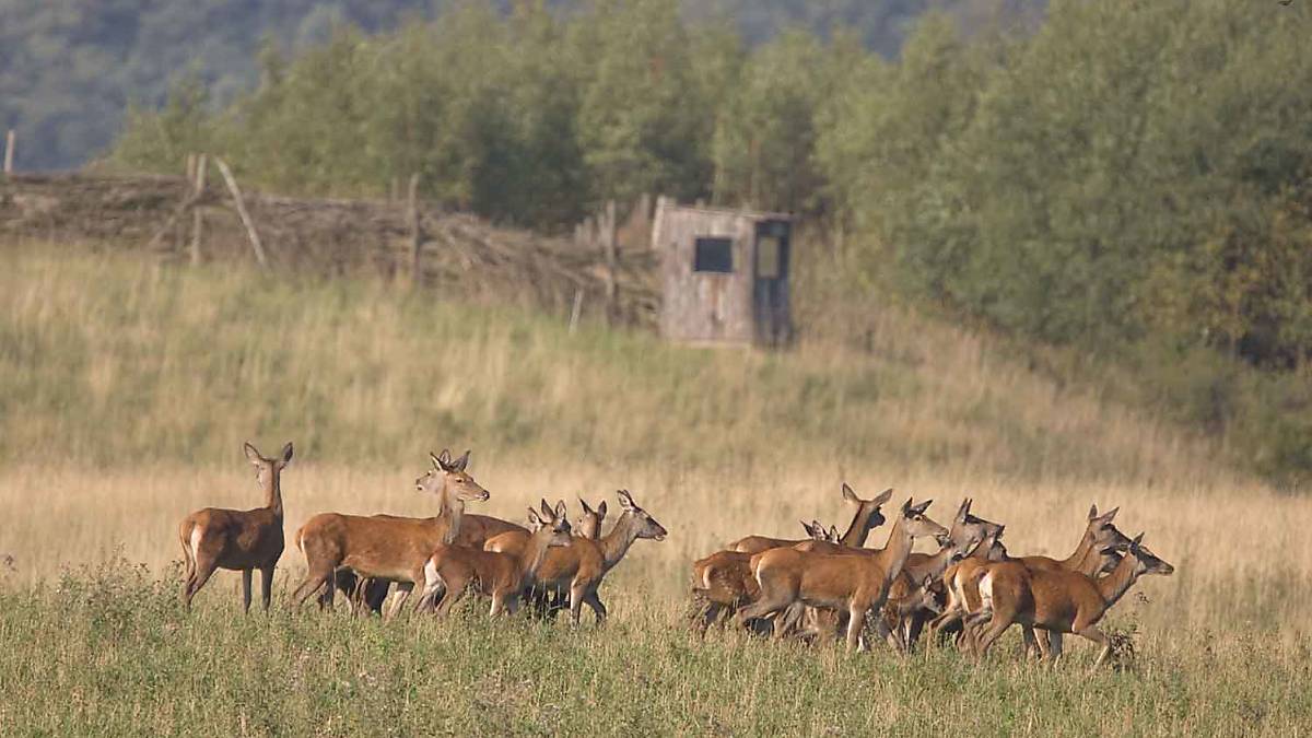Rothirsche - eingesperrte Wanderer