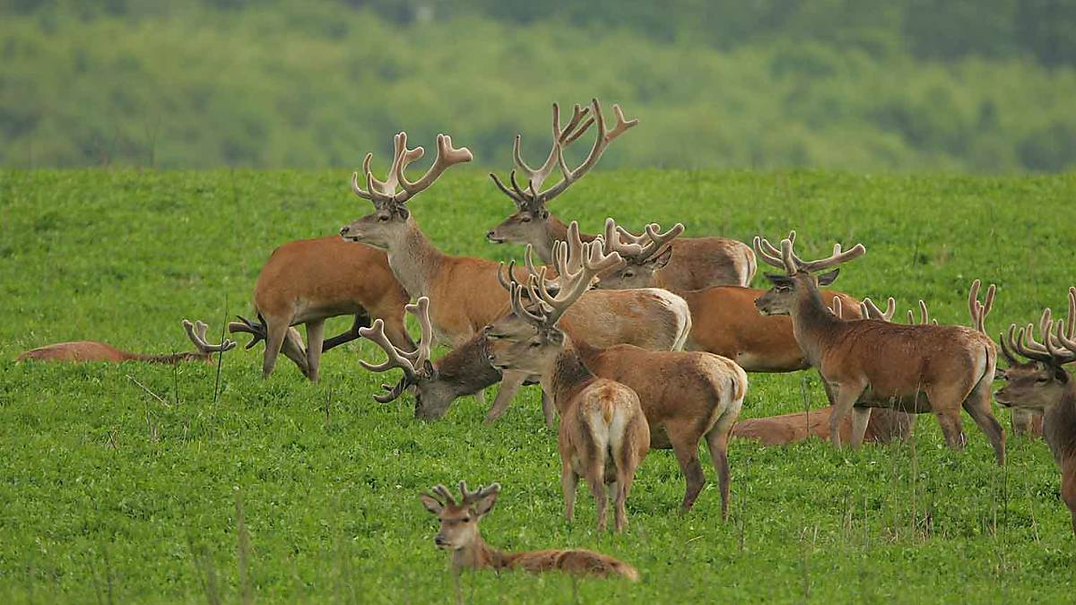 Rothirsche - prächtige Geweihträger