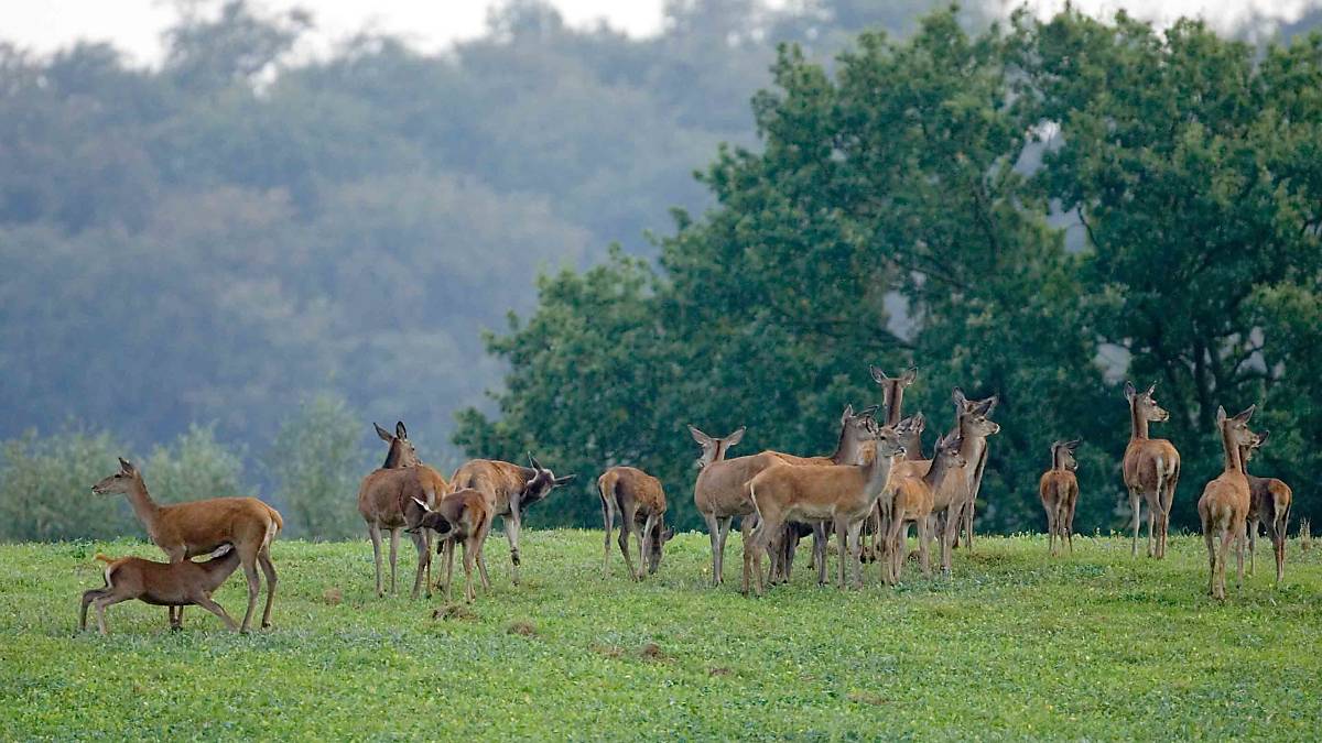 geselliges-rudeltier-rothirsche-2_thomas-martin