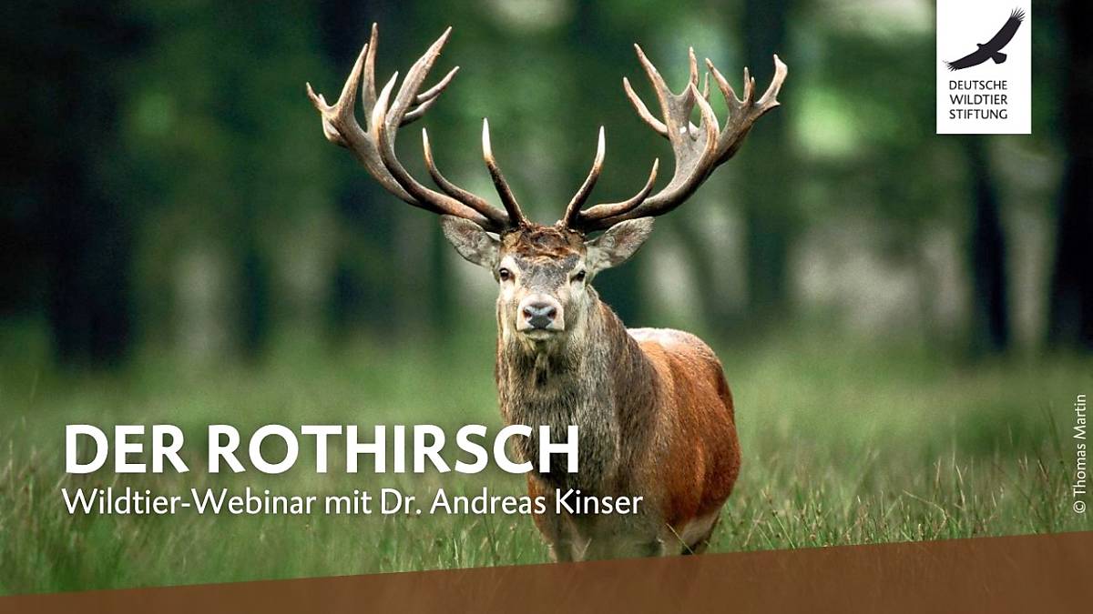 webinar-rothirsch