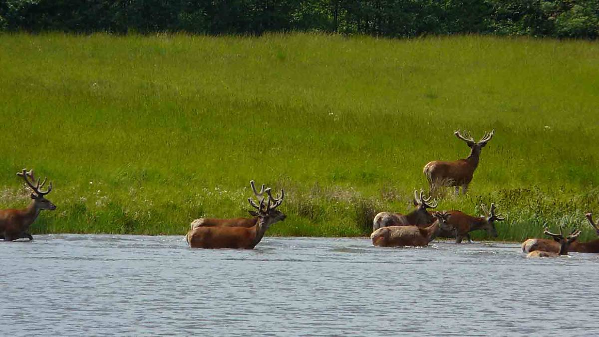 Rotwild im Lebensraum Wasser