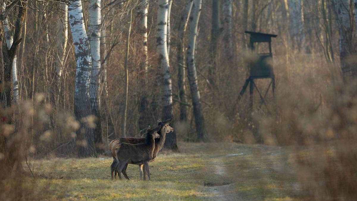 Rothirsche und Hochsitz für die Jagd im Hintergrund