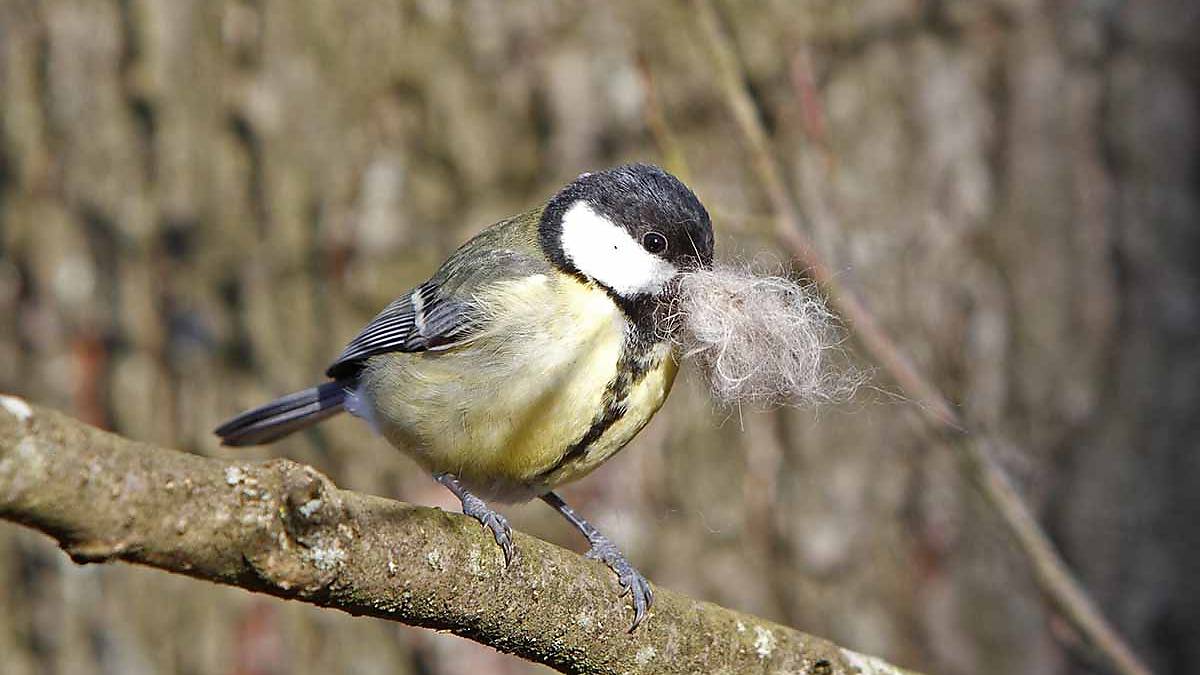 Kohlmeise (Parus major) mit Nistmaterial im Schnabel