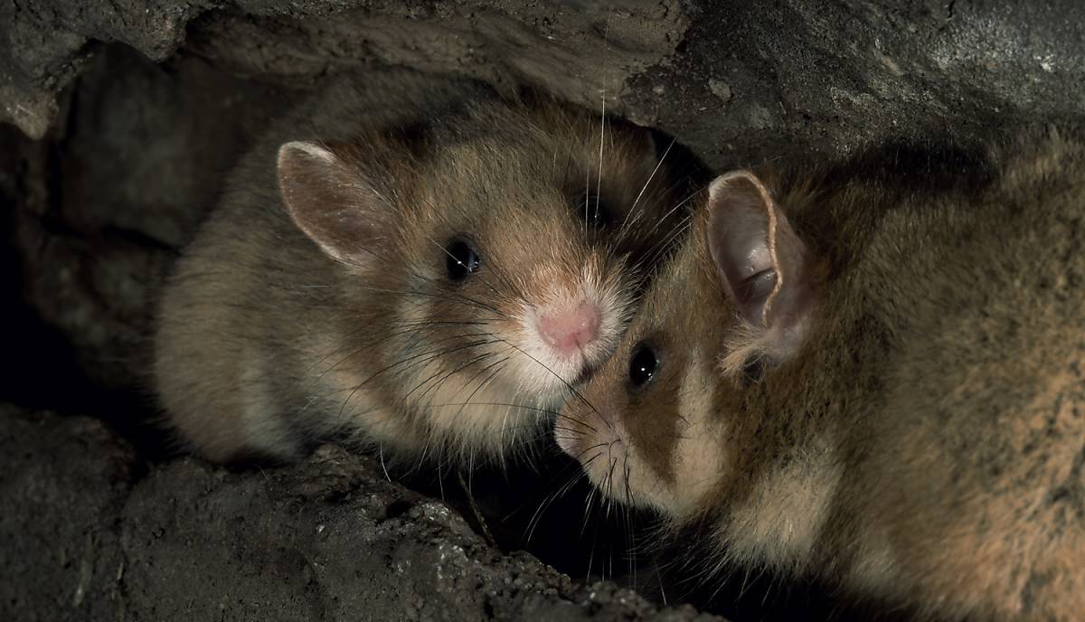 Zwei Feldhamster im Bau