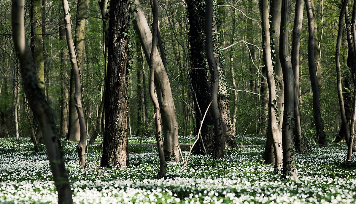 Der Lebensraum des Luchses ist der Wald.