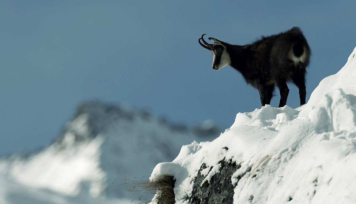 Gams im Hochgebirge im Winter