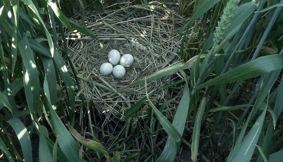 Wiesenweihen bauen ihr Nest am Boden inmitten von Feldern.