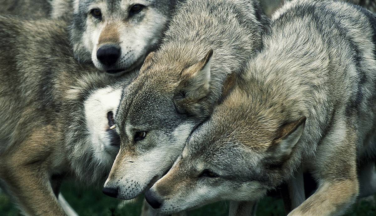steckbrief_wolf_lebensweise_sozialverhalten_teaser_m