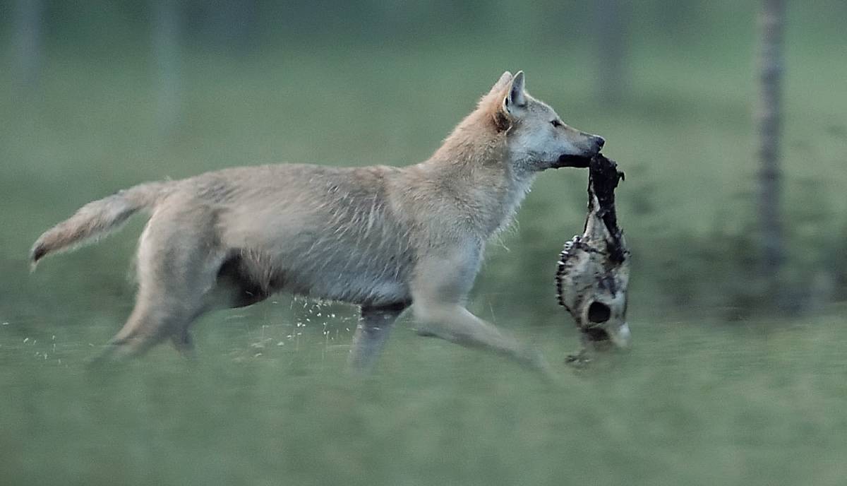steckbrief_wolf_lebensweise_nahrung_teaser_m