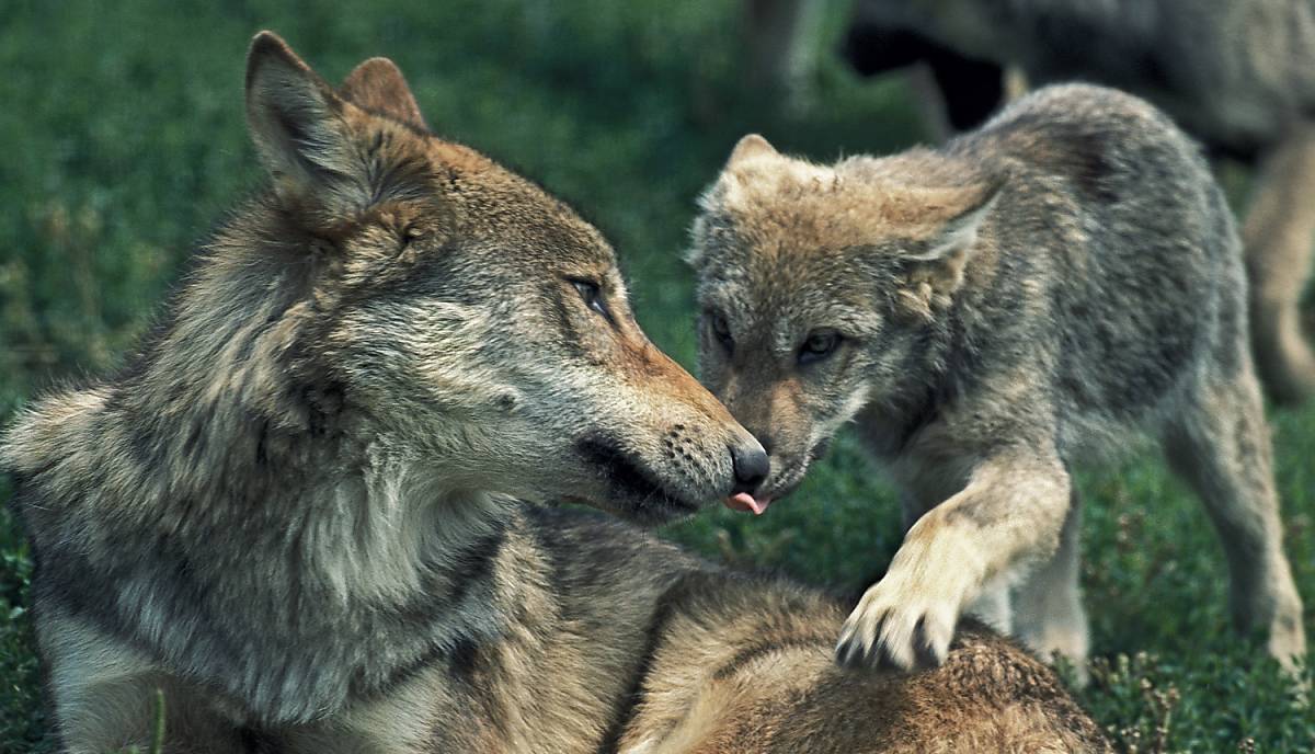 steckbrief_wolf_lebensweise_fortpflanzung_teaser_m
