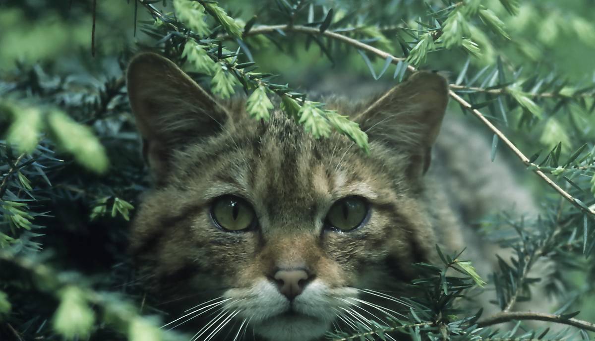 Wildkatze im Unterholz